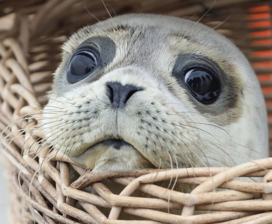 新品登場 トールペイント アザラシの赤ちゃん Zold14 Hu