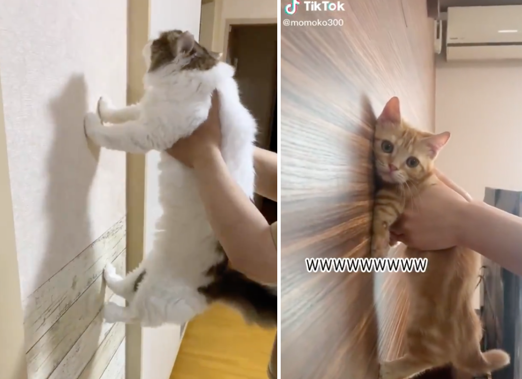 動画 賢い犬 猫は壁に手をつくらしいが可愛い Tiktokで話題に Mayutre