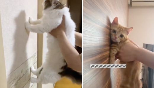 【動画】賢い犬・猫は壁に手をつくらしいが可愛い！TikTokで話題に！